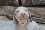 Con esta carita... �qui�n puede decirle que no?