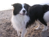 Buster en la playita