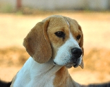 Bella y serena mi beagle Kristal