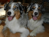 Duc y Balto