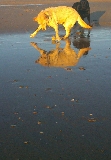 Reflejo dorado
