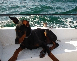 El marinero descansando...