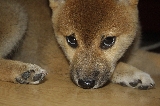 shiba inu yoshi 2 meses