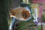 Pom Pom