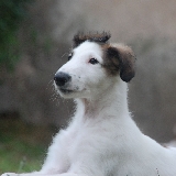 Alek
