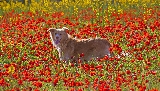 Mara...entre las flores