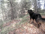 Simba en el bosque