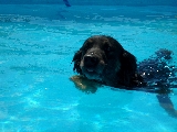 Pisci-Simba