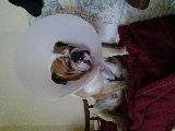 El perro l�mpara.