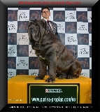 Yaromon de Azzurra, Best In Show Vigo 2013