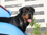 Romeo en el tobogan