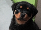 Romeo