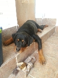 Romeo cansadito
