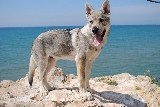 Lobo de mar