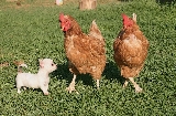 Cachorro Chihuahua y gallinas
