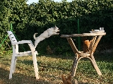 Chihuahua