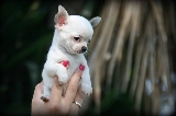Cachorro Chihuahua