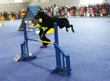 No es mi perro, pero creo que es una muy buena foto de la exposici�n de Torre Pacheco 2011