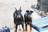 Kenia y Roma. 