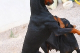Bruce y Kenia