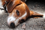 Triste mirada
