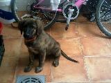 mi perro faborito