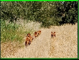 Paseo I