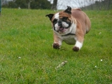 Un bulldog que vuela!!