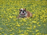 lula en primavera