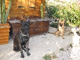 BODEG�N CANINO