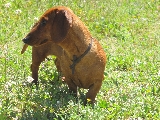 PASEO POR EL CAMPO