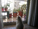 otra mirada tras el cristal