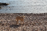 passear por la playa