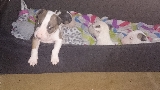 mis bebes canino 