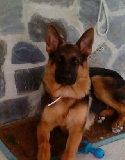 valla estampa
