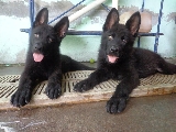 dos cachorritos Pastor Alem�n negro Solido