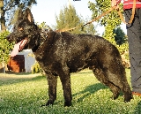 Macho de nombre Andobas