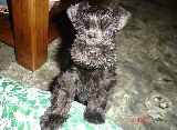 Nuby del miniguerrero