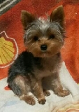 Mi peque�o Cocky
