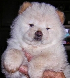 un peluche