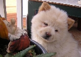 nala cachorrita
