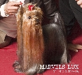 Raza: Yorkshire Terrier