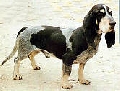 Raza: Basset azul de Gascu�a