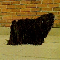 Raza: Puli