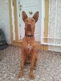 Mi gran Podenco