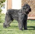 Raza: Bouvier de Flandes (Boyero de Flandes)
