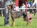 Raza: Perro pastor Beauce