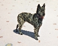 Raza: Bouvier des Ardennes (Boyero de las ardenas)