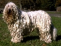 Raza: Komondor