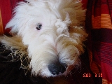 Fotos